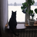Лежанка для кошек на подоконник (70х40 см)